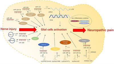 Non-coding RNA and n6-methyladenosine modification play crucial roles in neuropathic pain